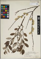 Foto von Salix lapponum L.
